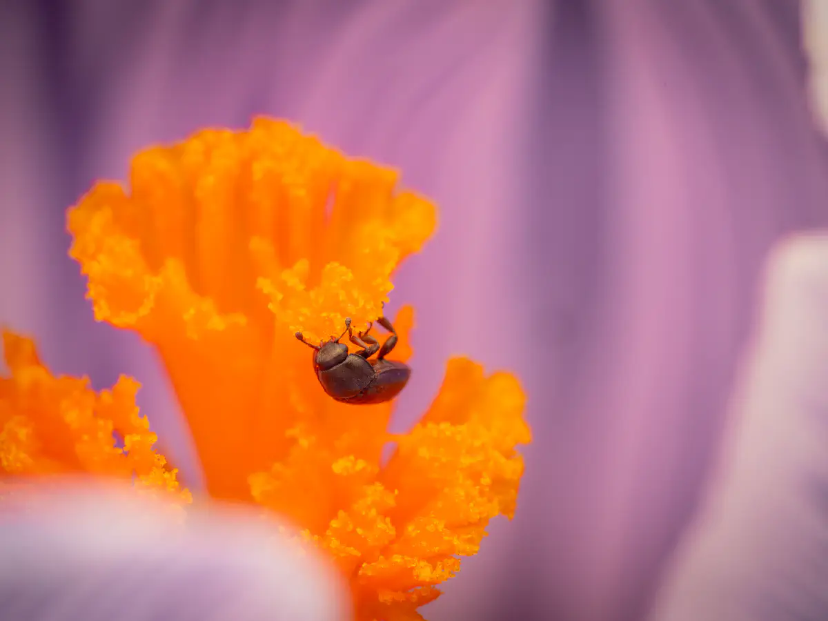 Brassicogethes aeneus