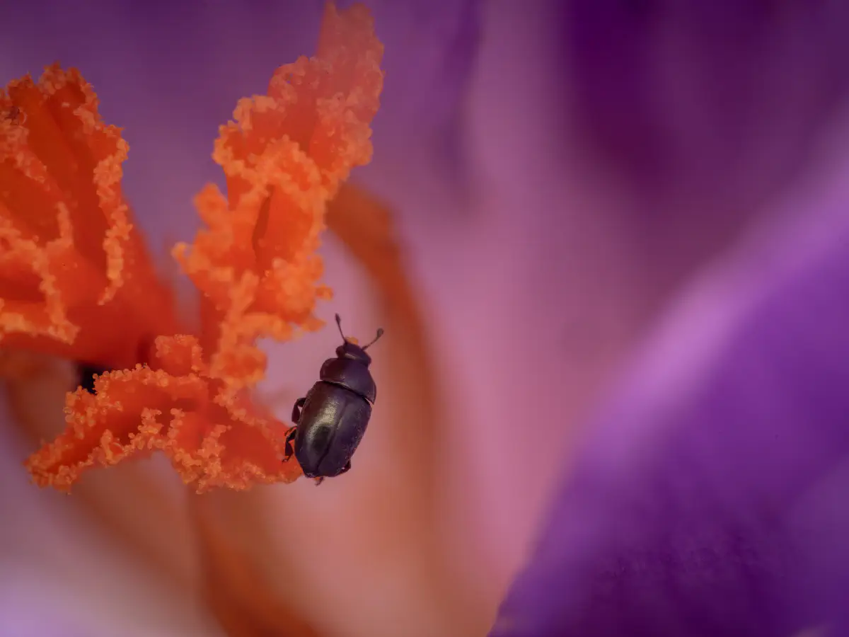 Brassicogethes aeneus