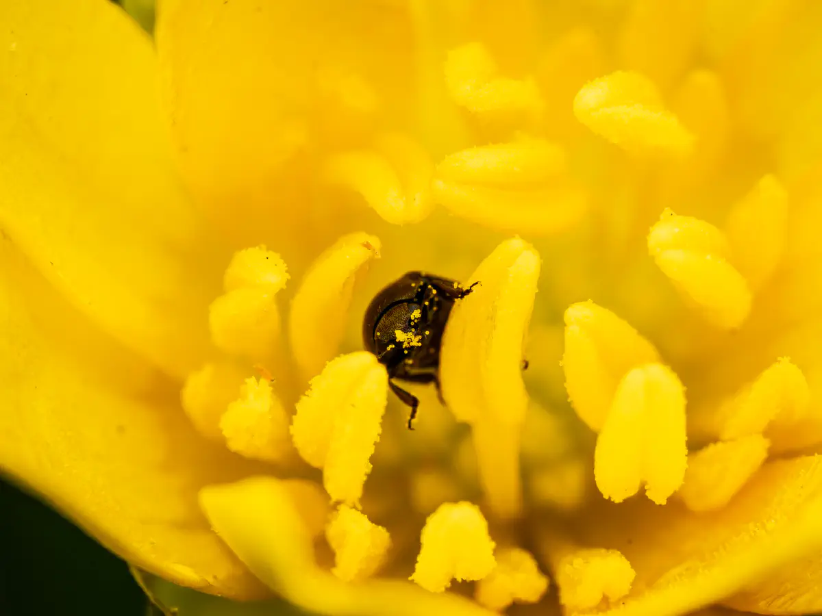 Brassicogethes aeneus