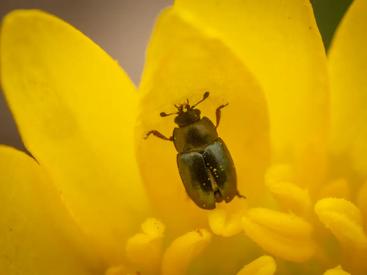 Brassicogethes aeneus