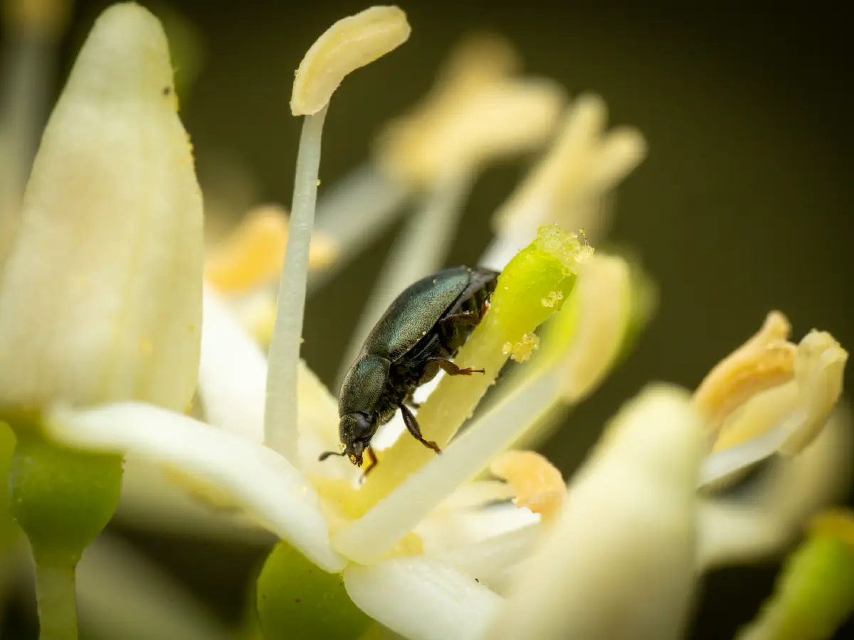 Brassicogethes aeneus