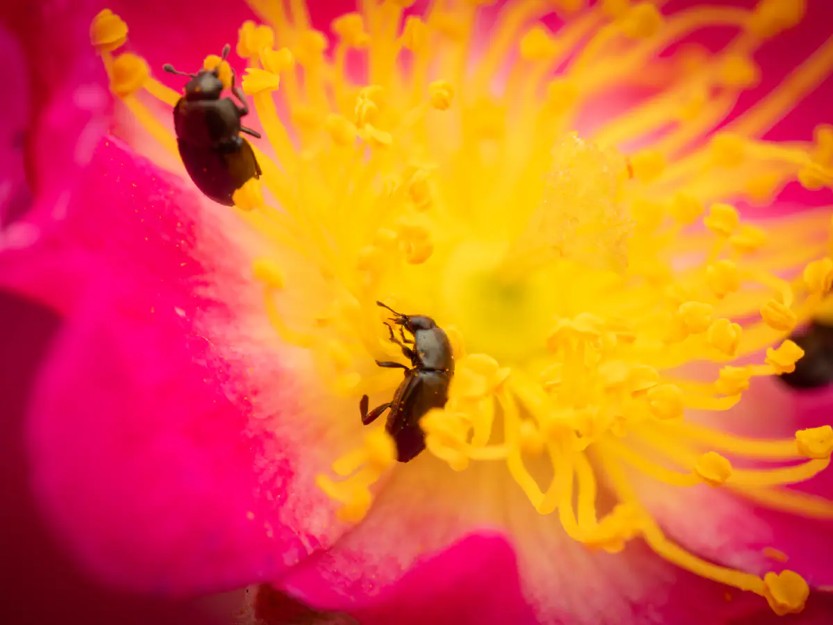 Brassicogethes aeneus