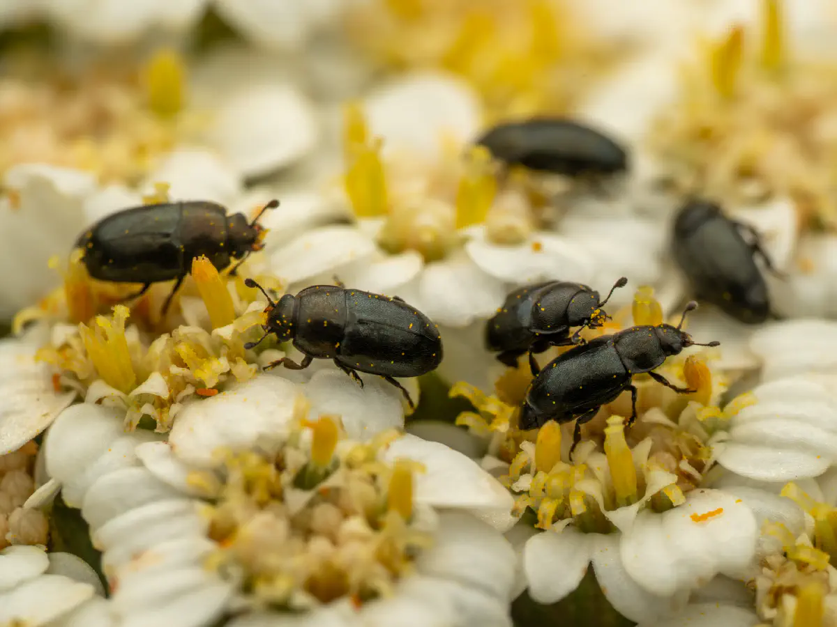 Brassicogethes aeneus