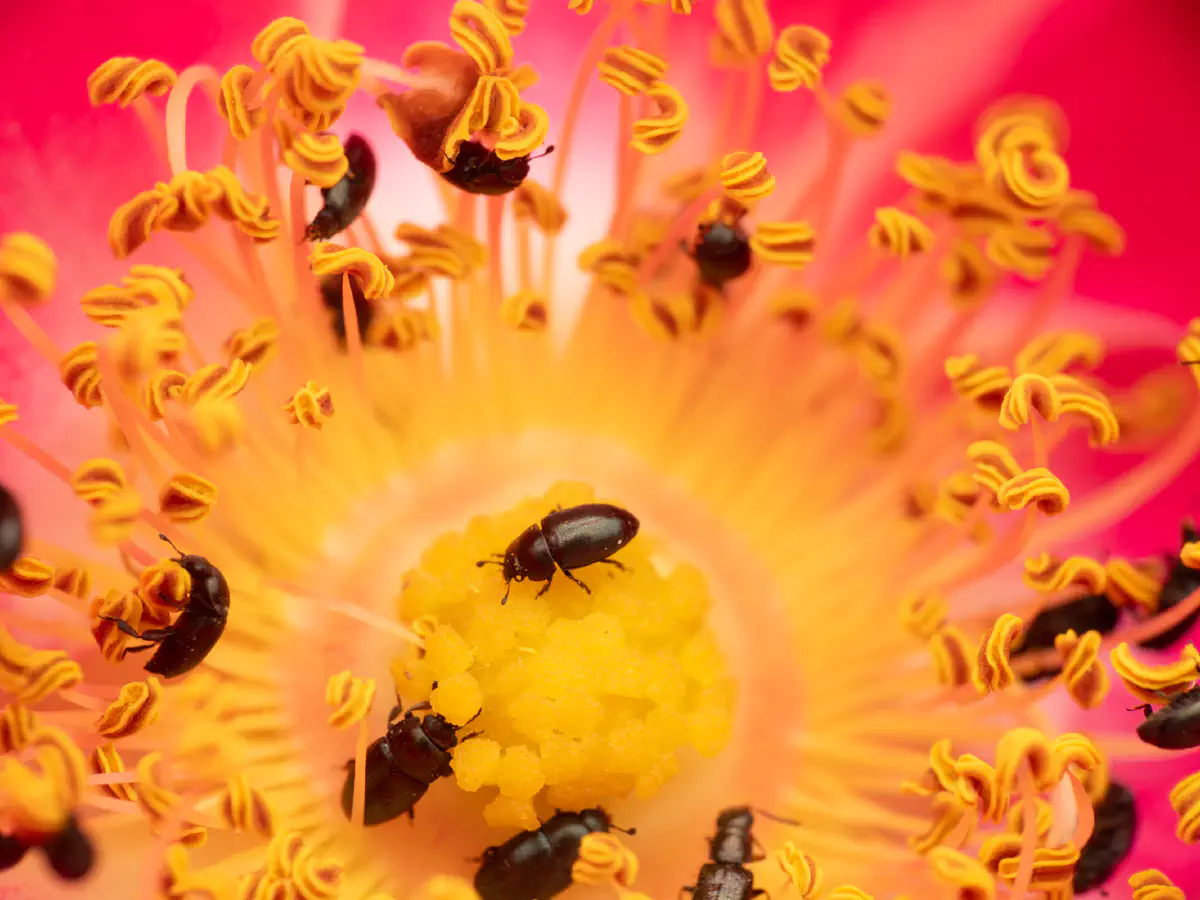 Brassicogethes aeneus