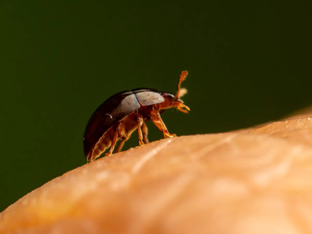 Zweifarbiger Glattkäfer