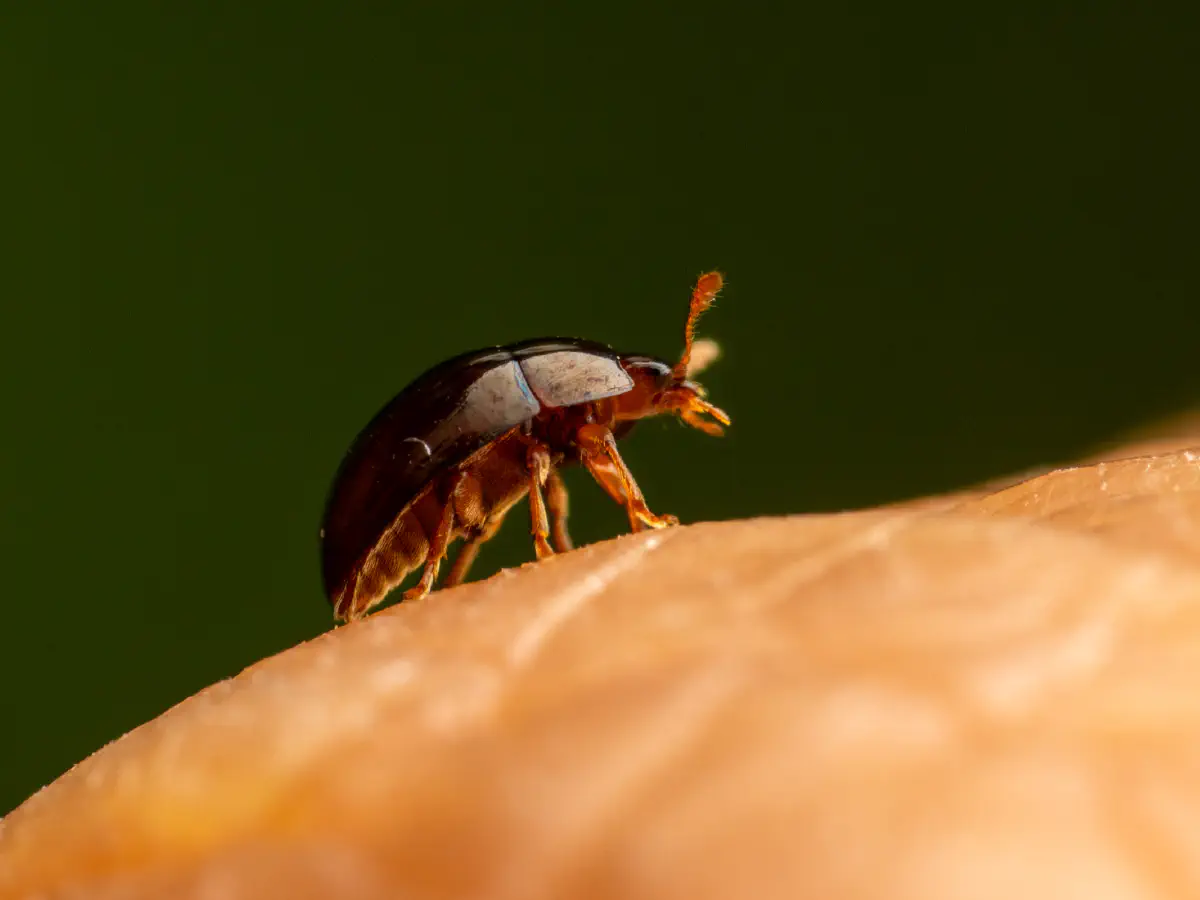 Zweifarbiger Glattkäfer