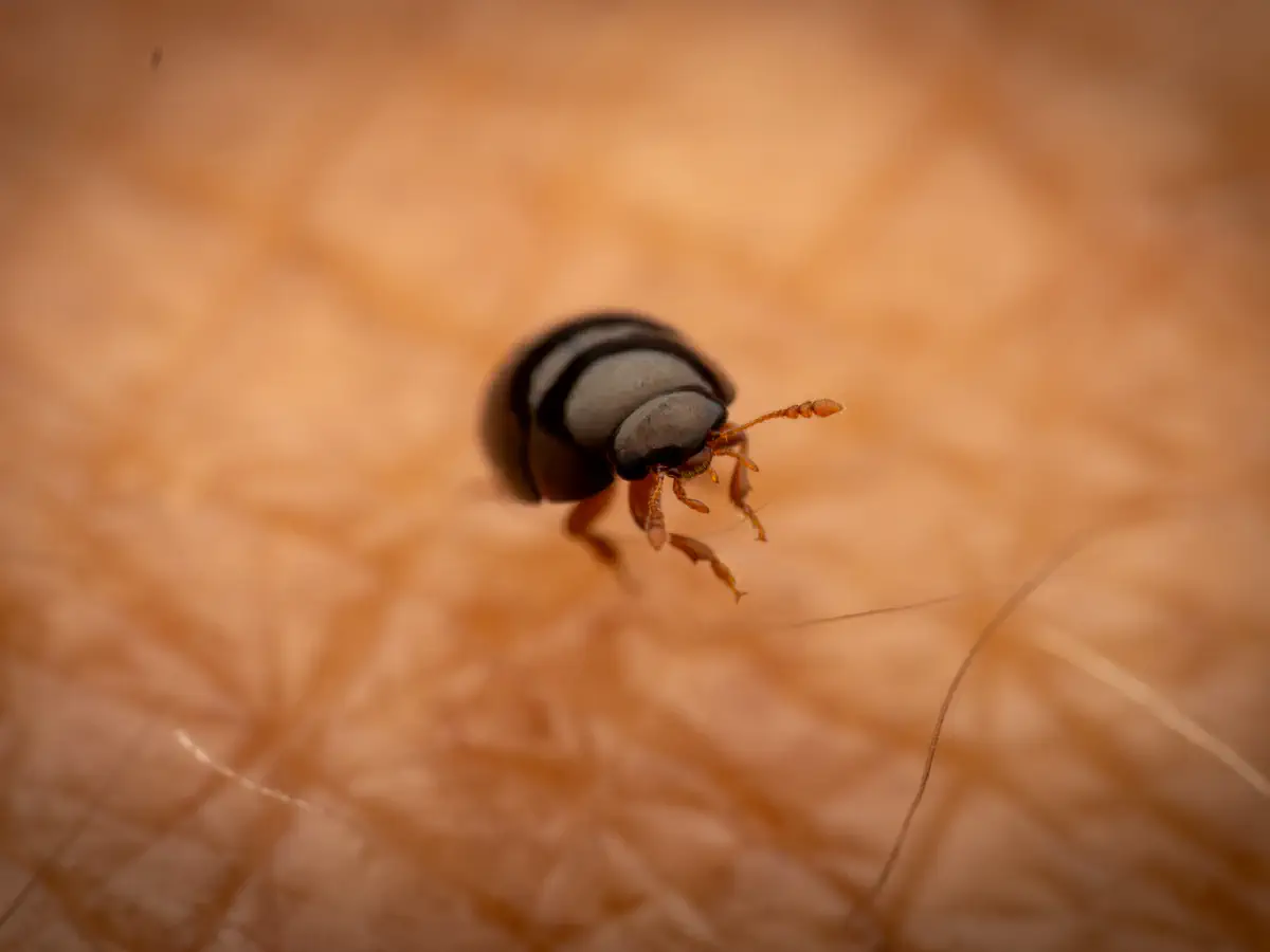 Zweifarbiger Glattkäfer