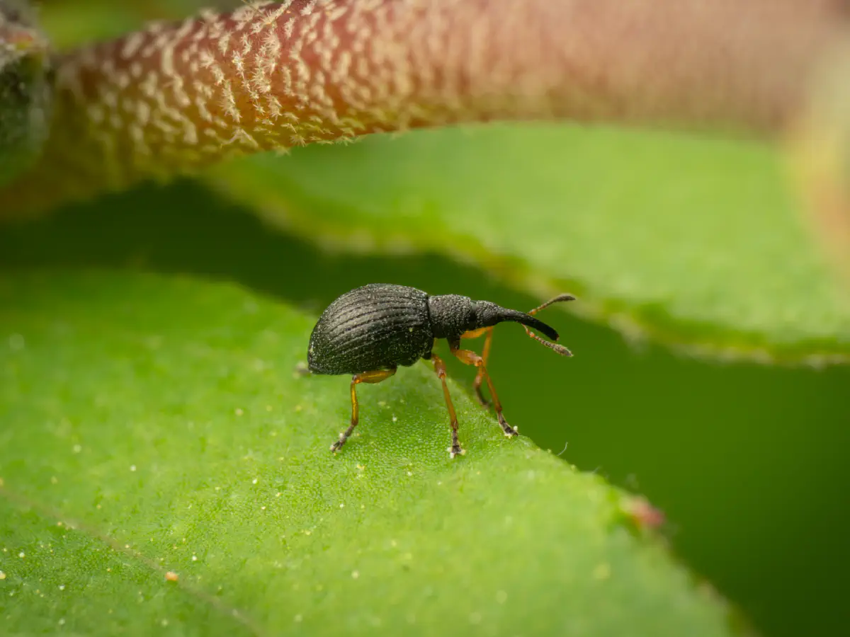 Rotfüßiger Klee-Spitzmausrüssler