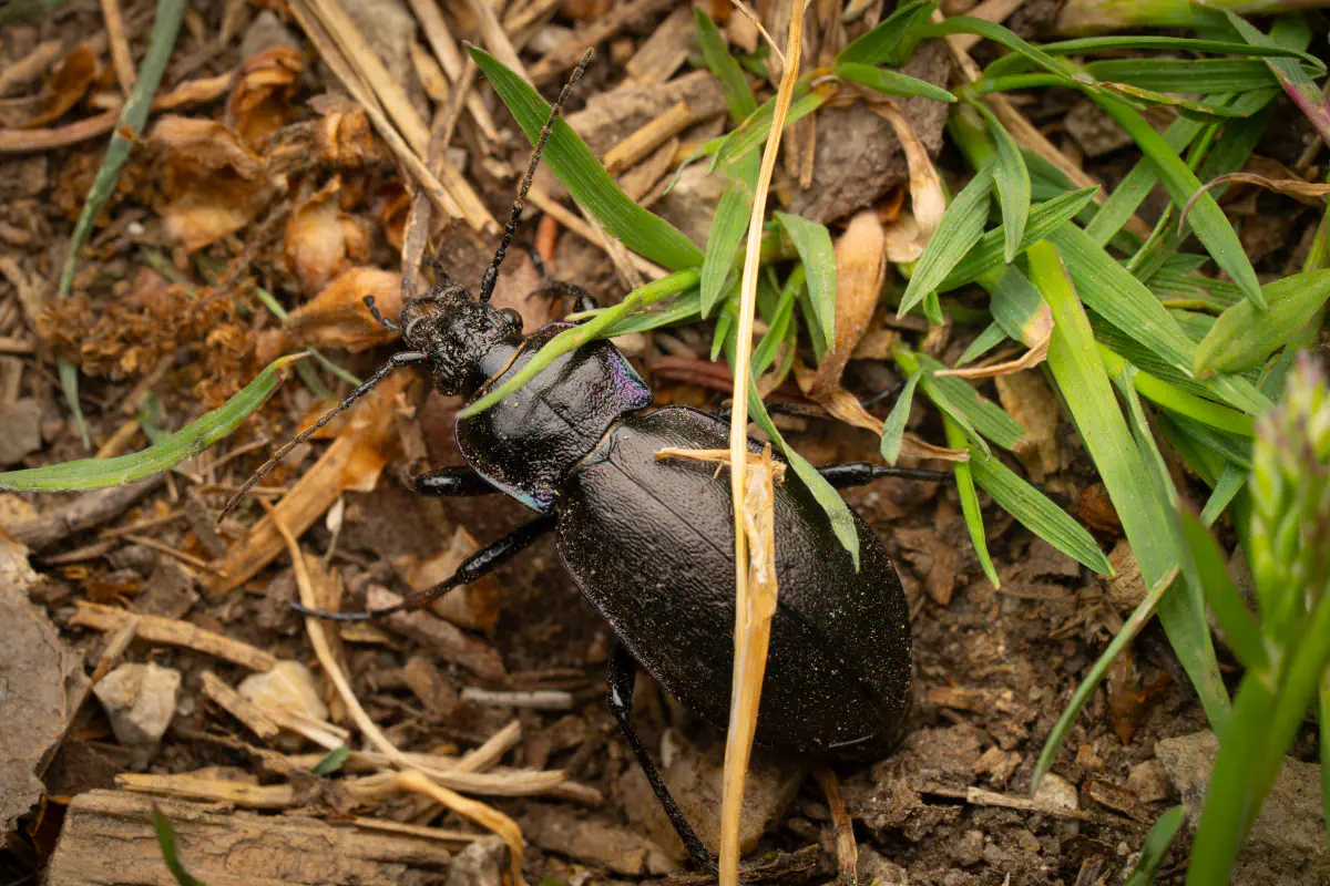 Carabus nemoralis