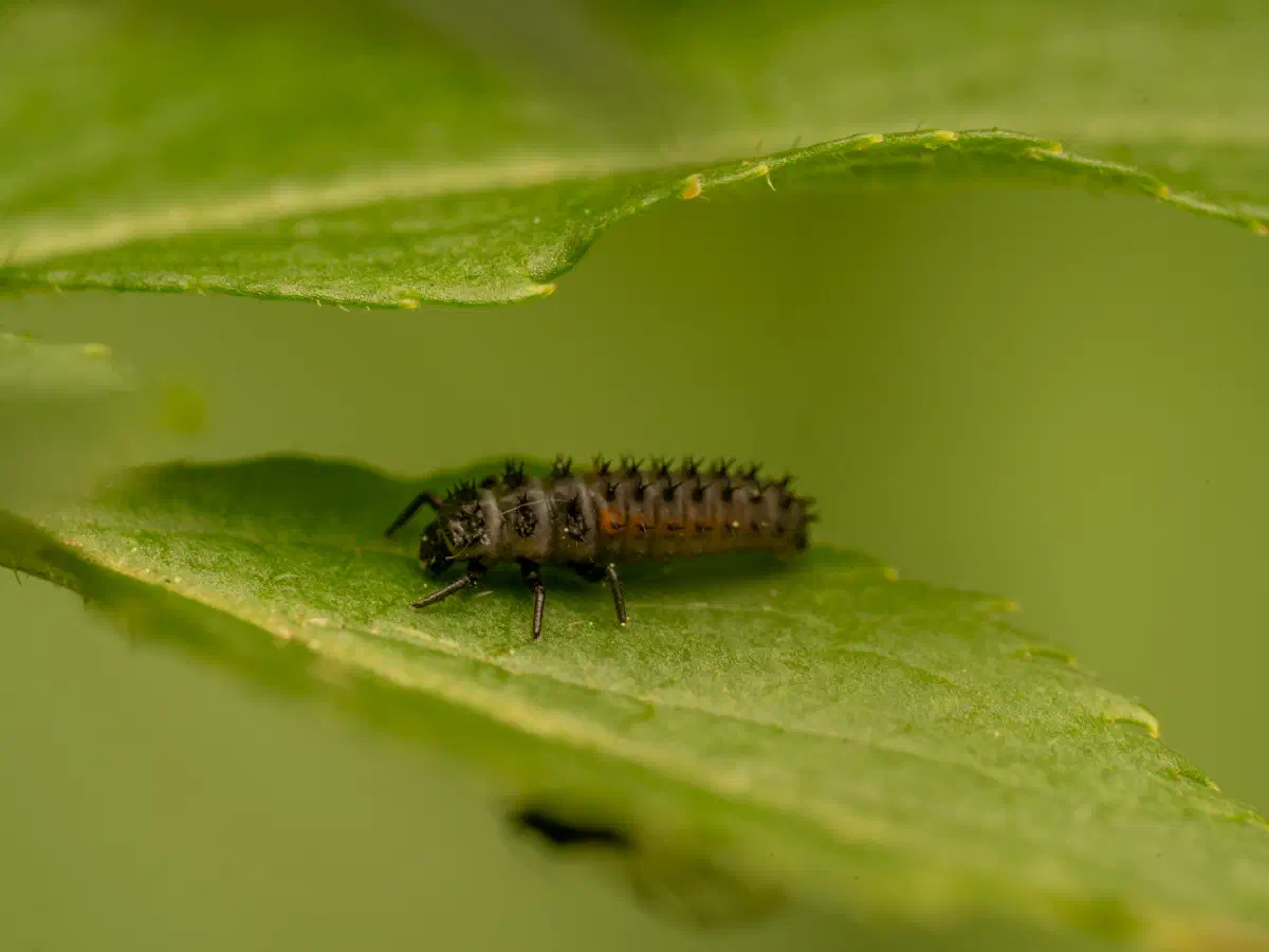 Asiatischer Marienkäfer