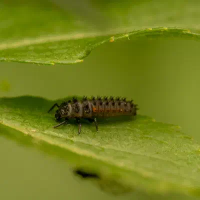 Asiatischer Marienkäfer