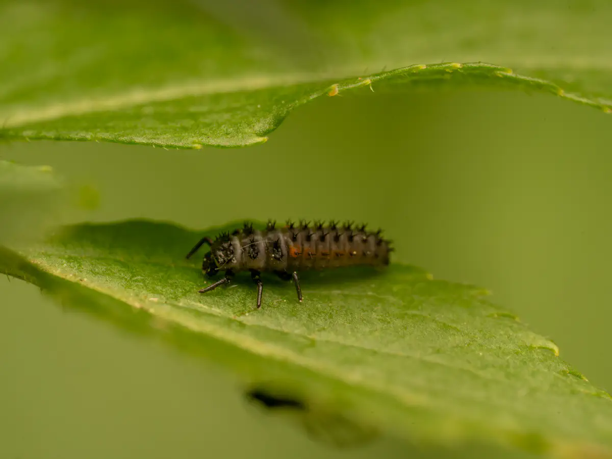 Asiatischer Marienkäfer