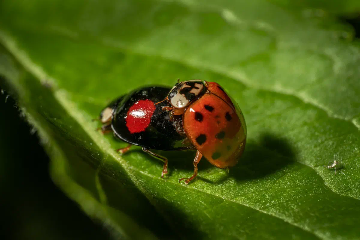 Asian Lady Beetle