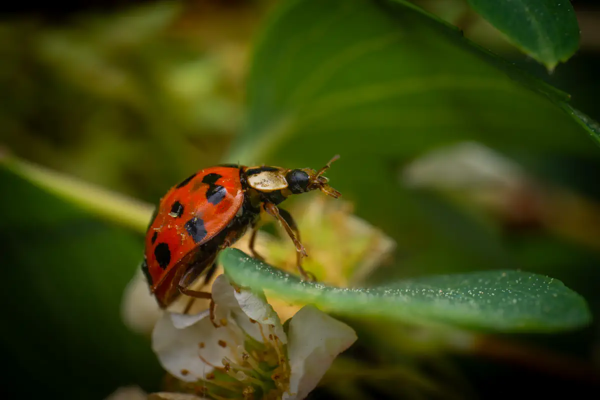 Asiatischer Marienkäfer