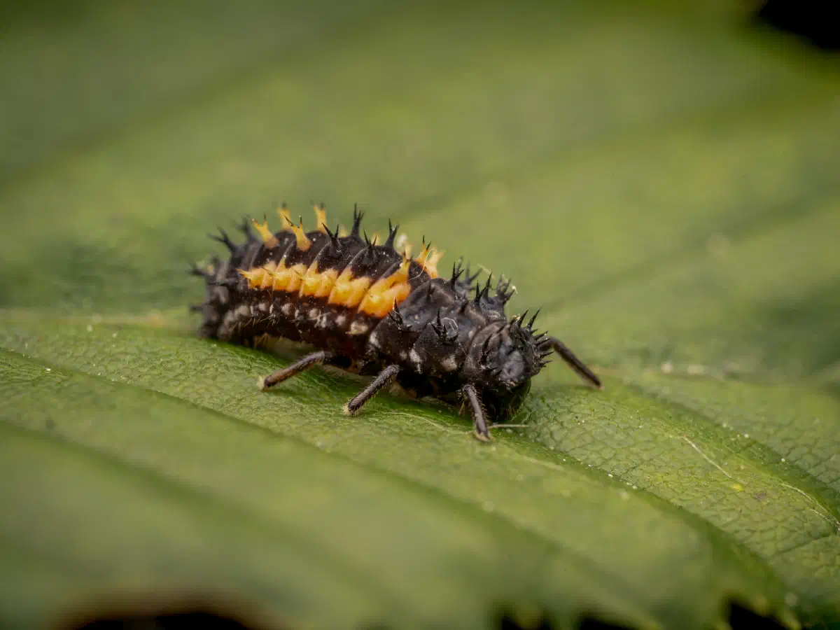 Asiatischer Marienkäfer