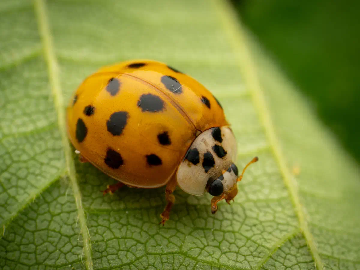 Asiatischer Marienkäfer