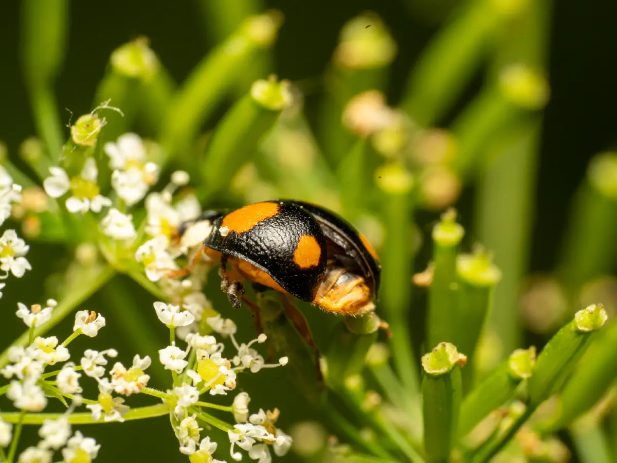 Heidekraut-Marienkäfer