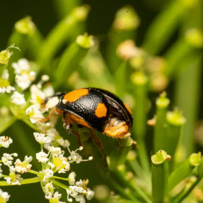 Heidekraut-Marienkäfer