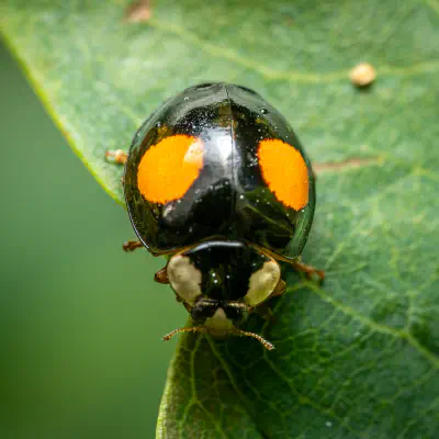 Nierenfleckiger Kugelmarienkäfer