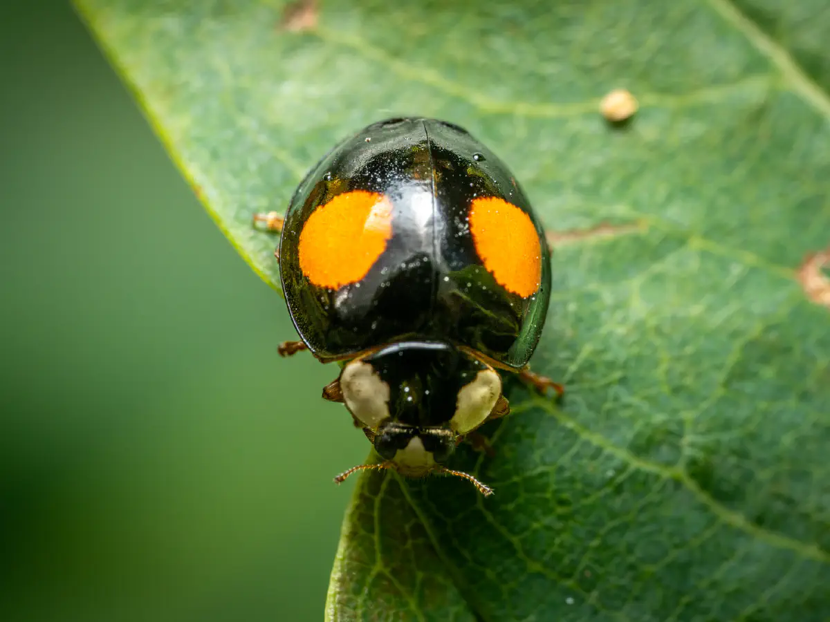 Nierenfleckiger Kugelmarienkäfer