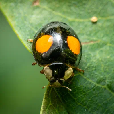 Nierenfleckiger Kugelmarienkäfer