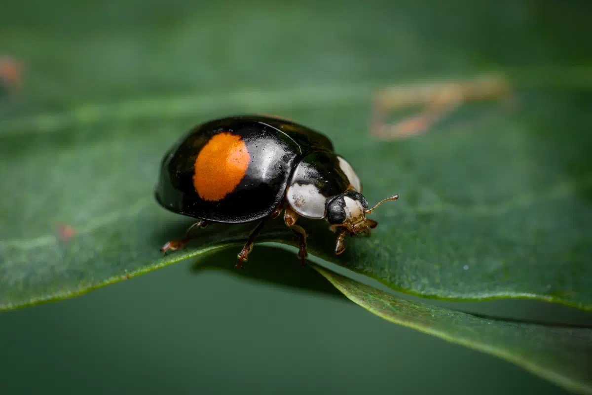 Nierenfleckiger Kugelmarienkäfer