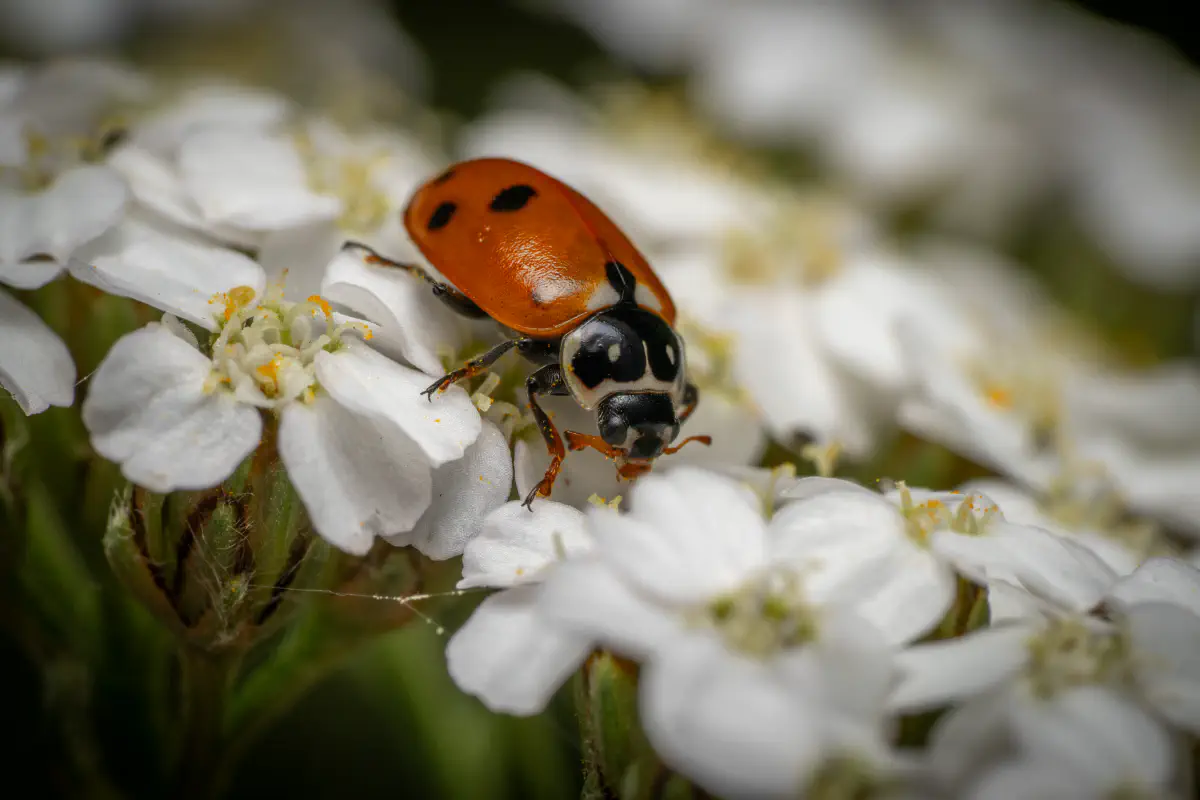 Siebenpunkt-Marienkäfer