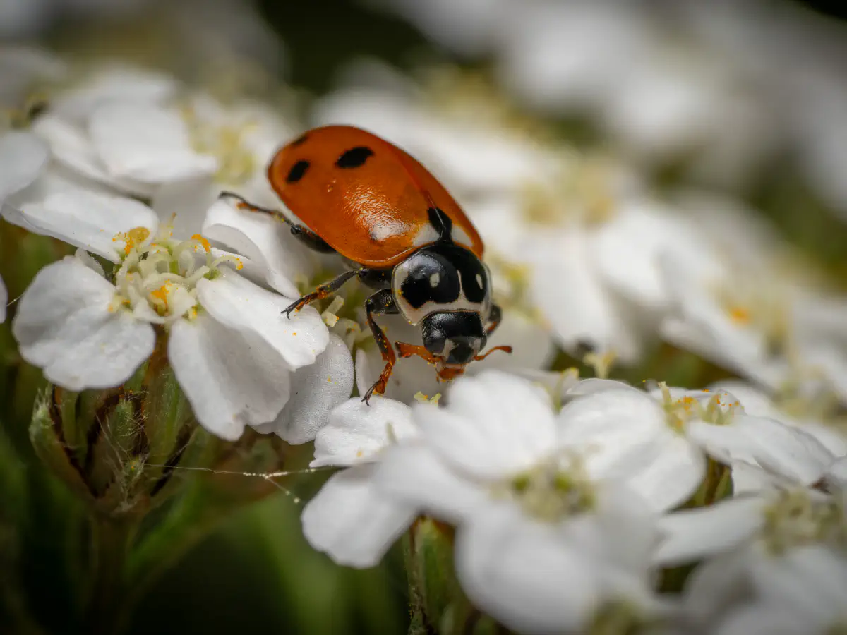 Seven-spotted Lady Beetle