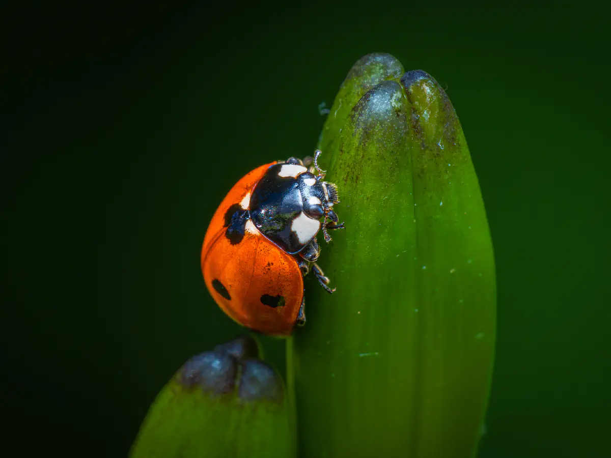 Seven-spotted Lady Beetle