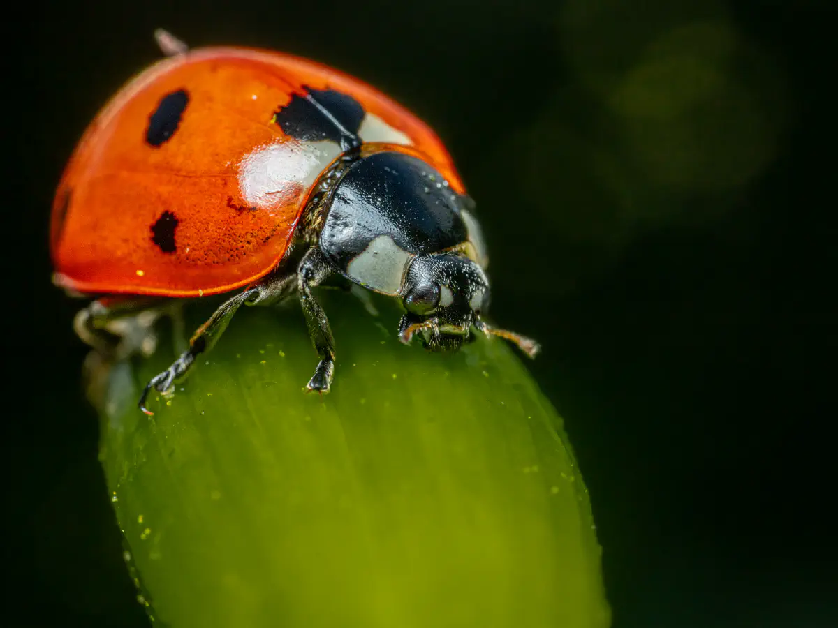 Seven-spotted Lady Beetle