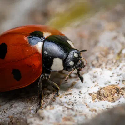 Siebenpunkt-Marienkäfer