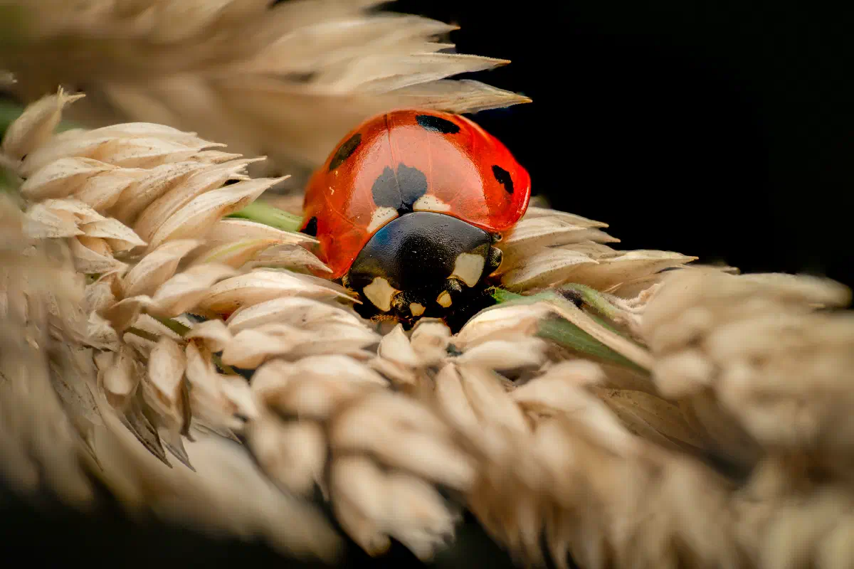 Seven-spotted Lady Beetle