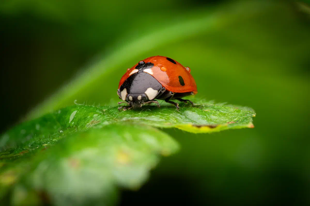 Seven-spotted Lady Beetle