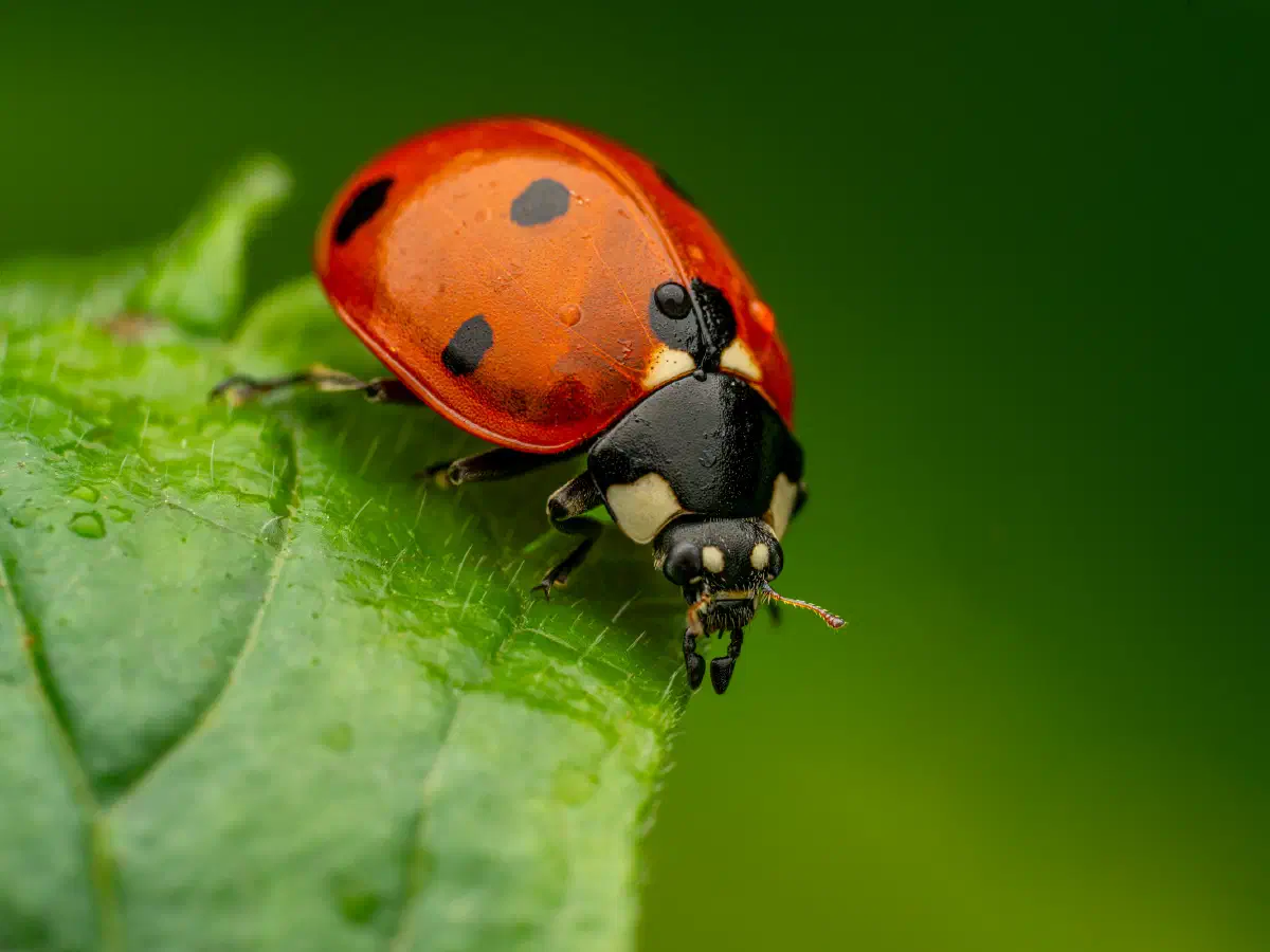 Siebenpunkt-Marienkäfer