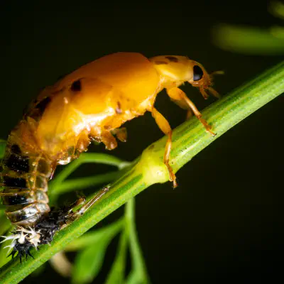 Siebenpunkt-Marienkäfer