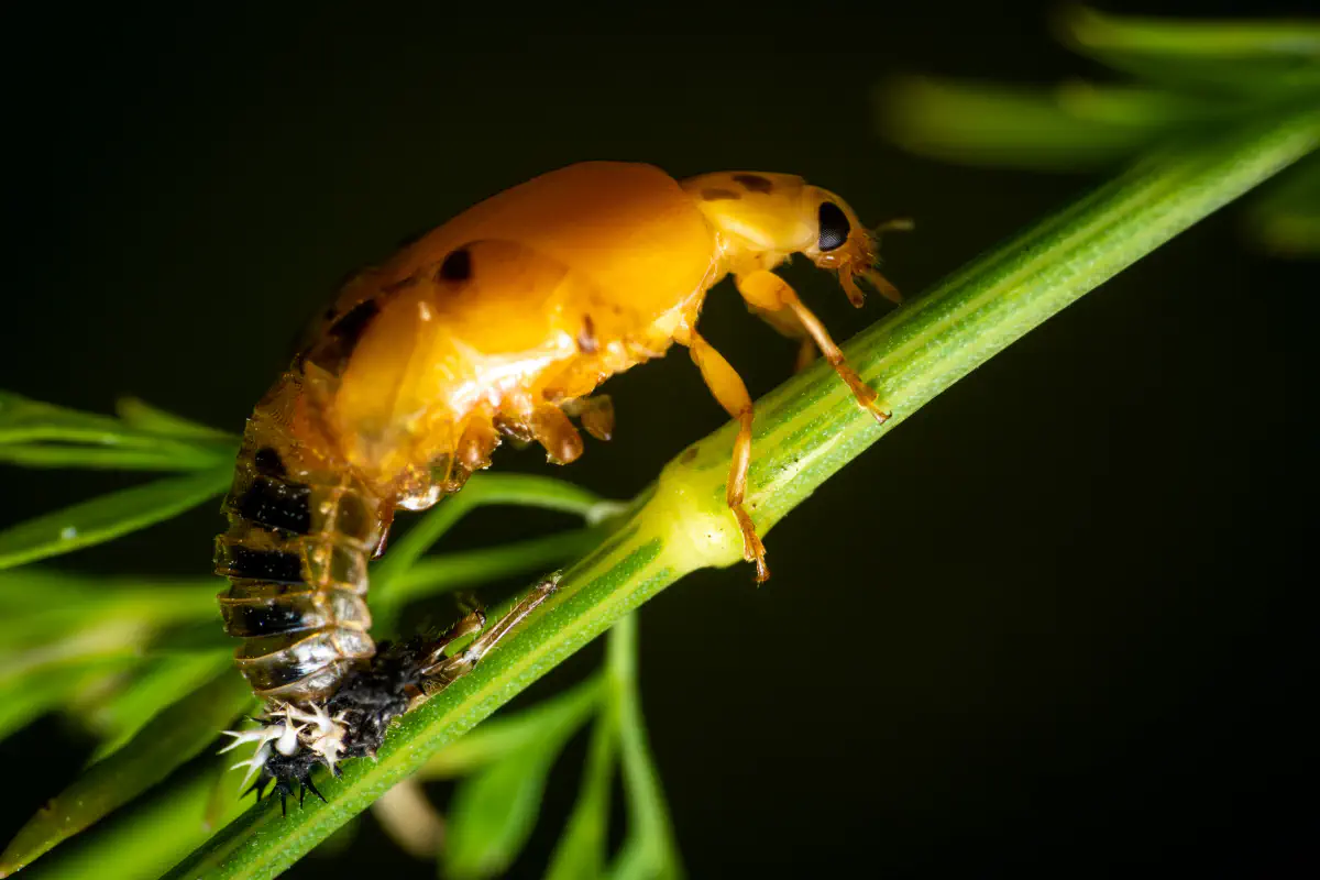 Siebenpunkt-Marienkäfer