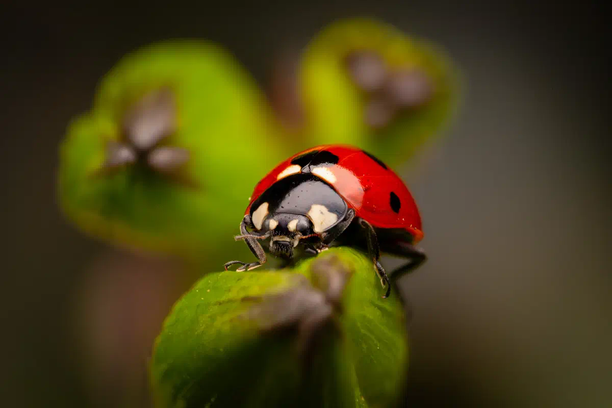 Siebenpunkt-Marienkäfer