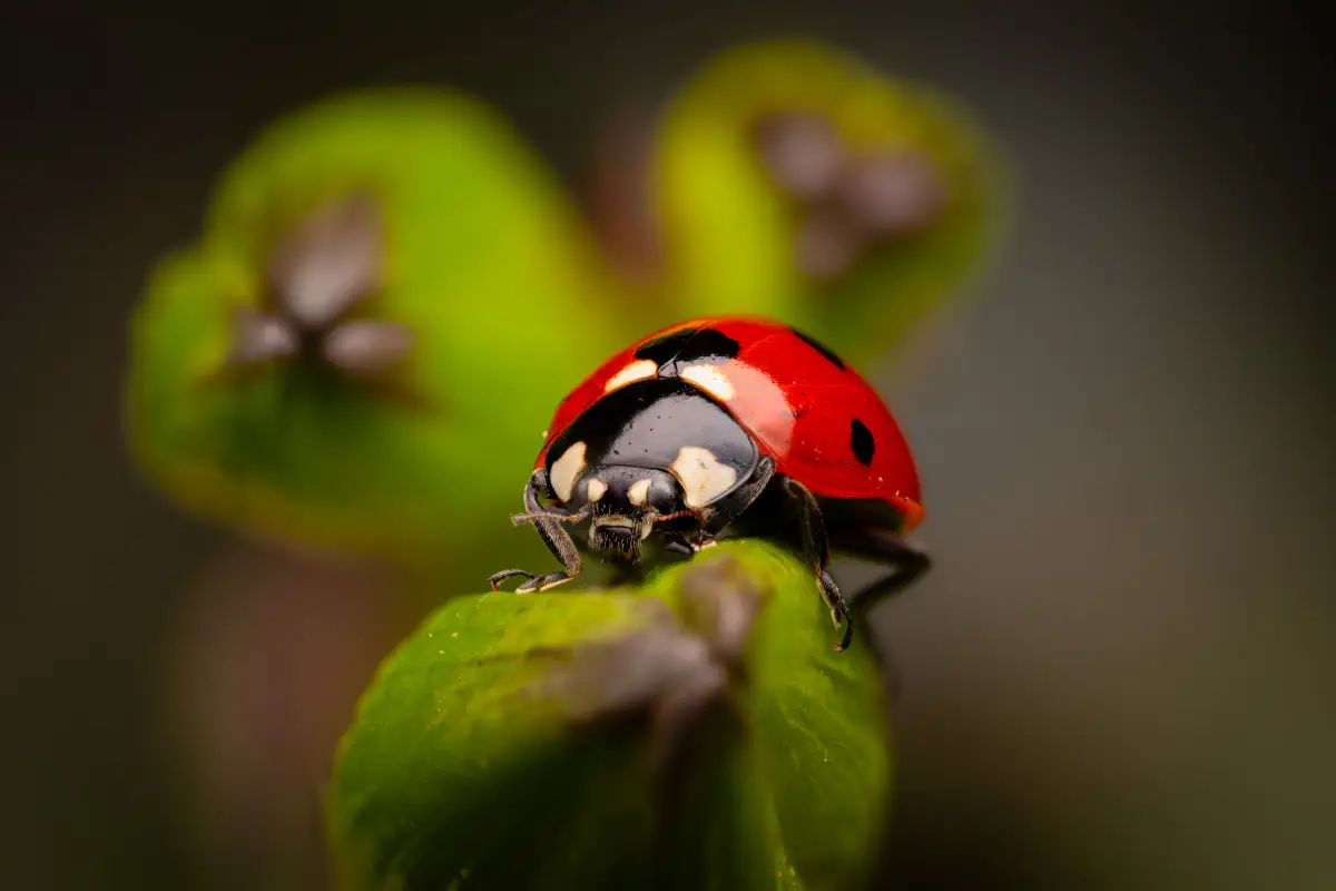 Siebenpunkt-Marienkäfer