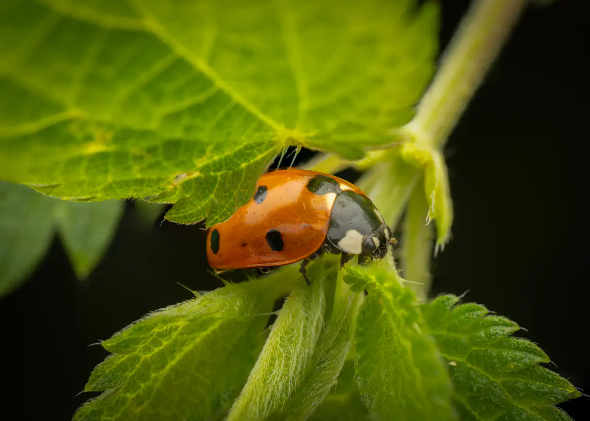 Siebenpunkt-Marienkäfer
