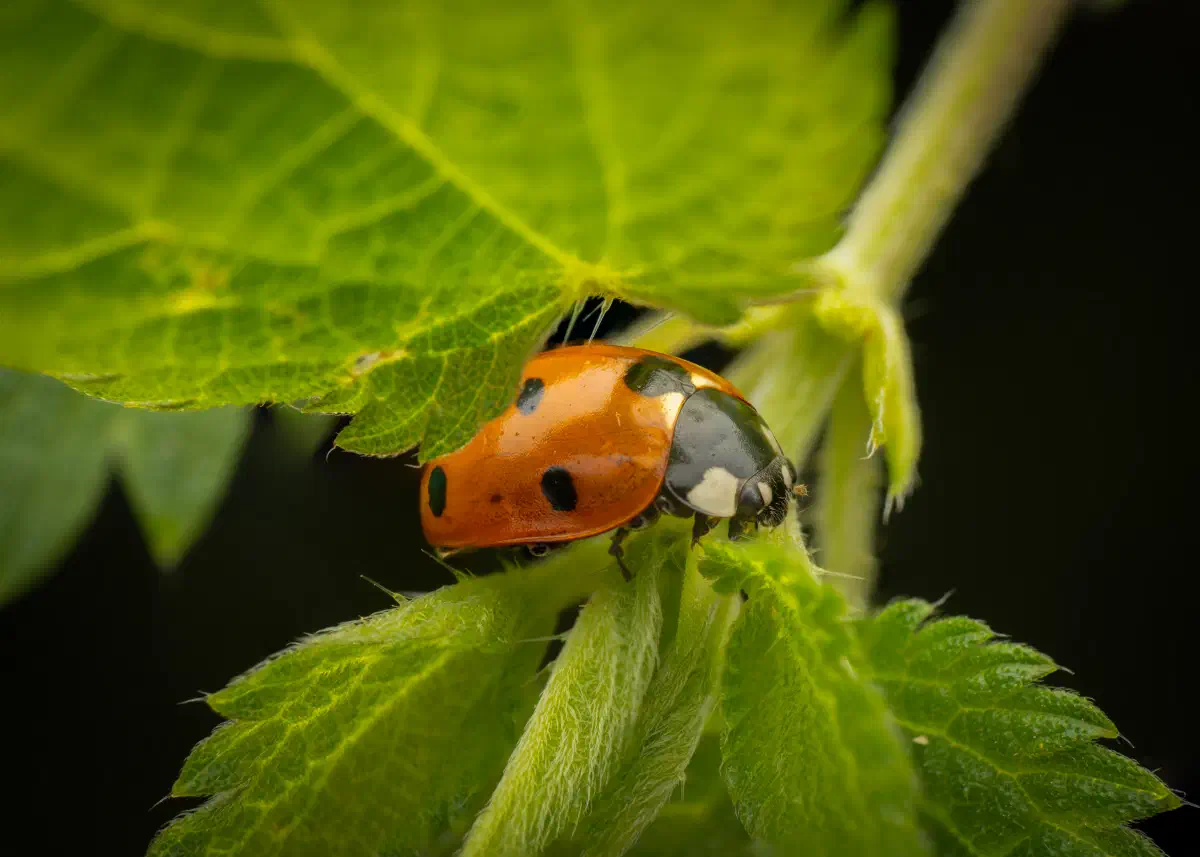 Siebenpunkt-Marienkäfer
