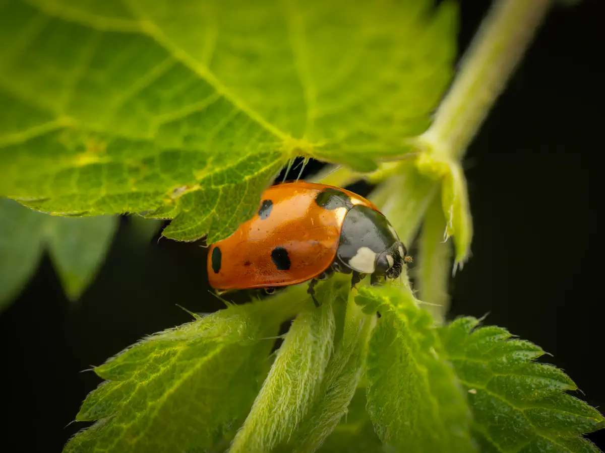 Seven-spotted Lady Beetle