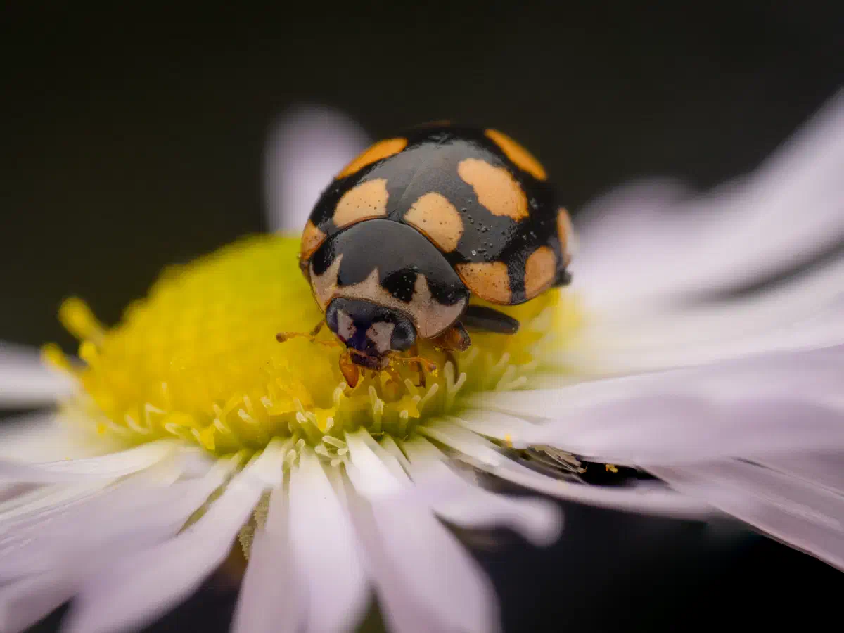 Trockenrasen-Marienkäfer