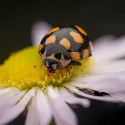 Trockenrasen-Marienkäfer