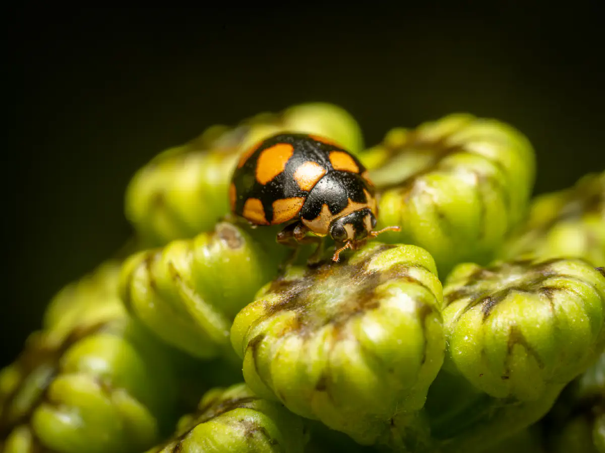 Trockenrasen-Marienkäfer