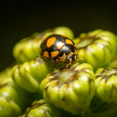 Trockenrasen-Marienkäfer