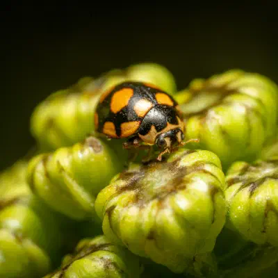 Trockenrasen-Marienkäfer
