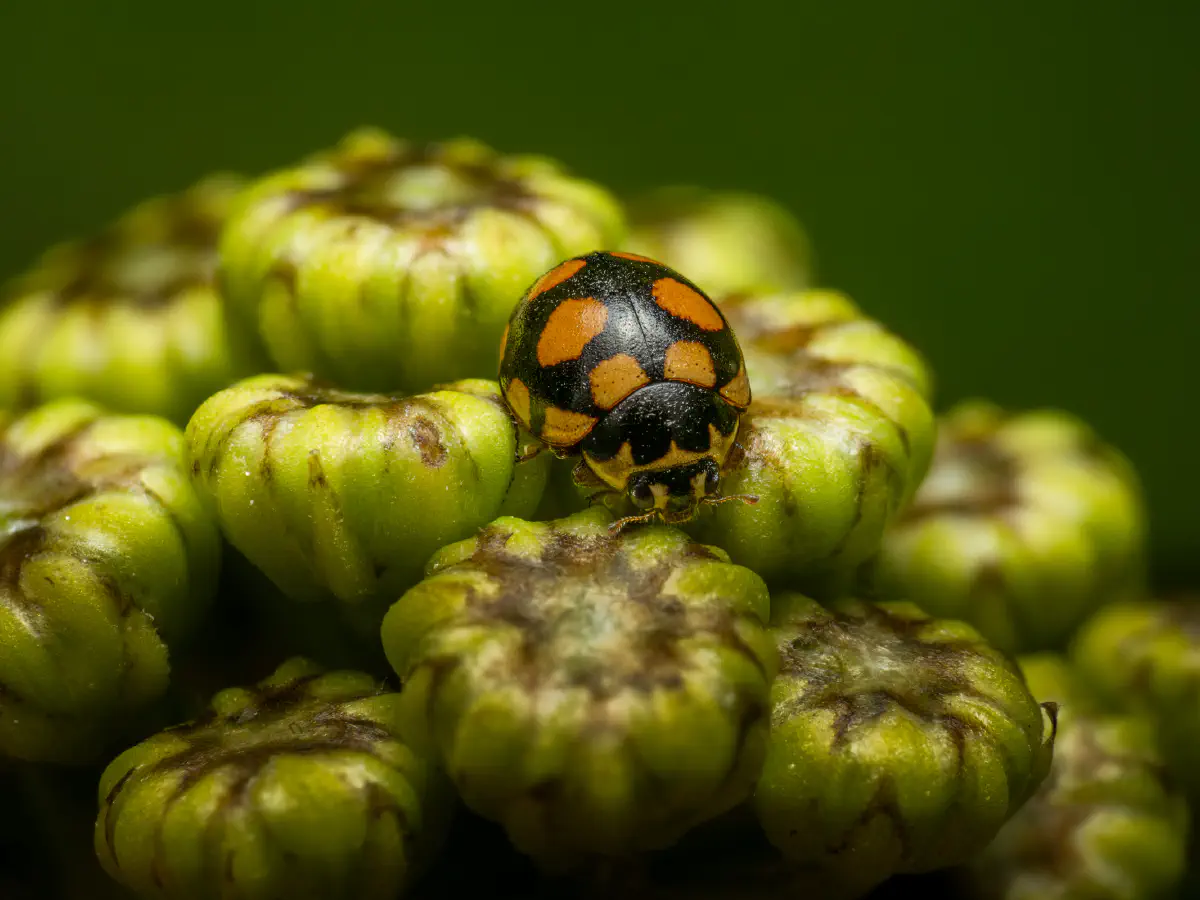 Trockenrasen-Marienkäfer