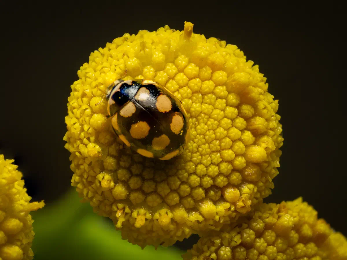 Trockenrasen-Marienkäfer