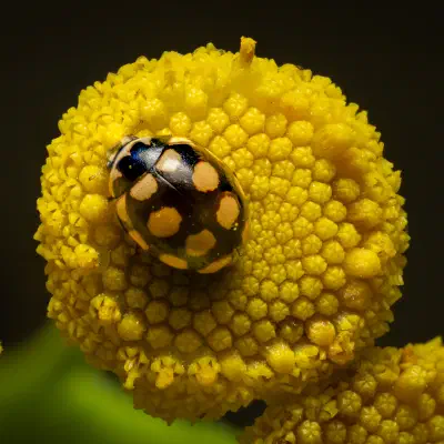 Trockenrasen-Marienkäfer