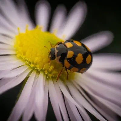 Trockenrasen-Marienkäfer